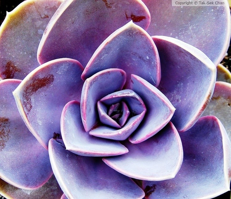 Echeveria Perle Von Nurnberg, Wayland, MA, USA,  05-23-2021