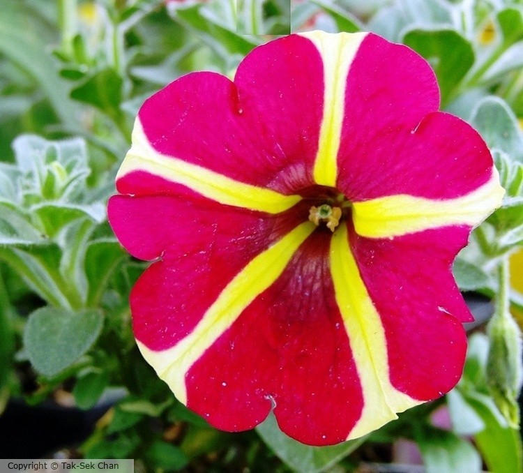 Petunia x hybrida, Russell's, Wayland, MA, USA, 05-23-2021