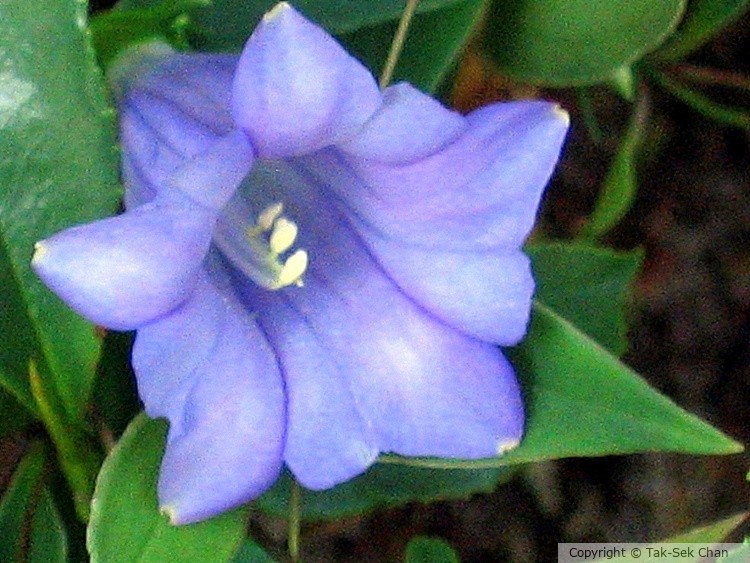 Bluebell (Campanula rotundifolia), Yellow Stone Stronghold 09-11-2006