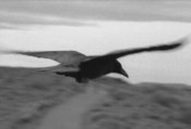 Desert Crow 