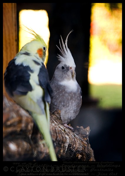 Aviary Art