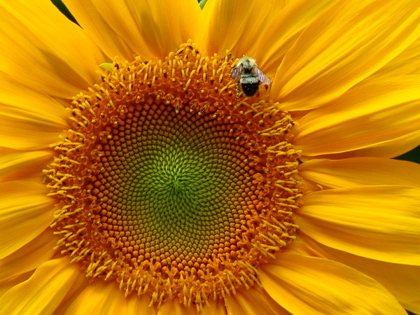 Sunflower Harvest