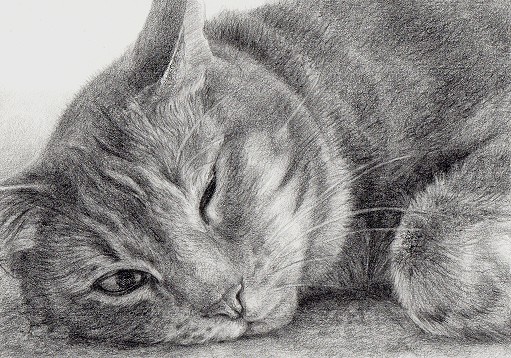 Sleepy Cat