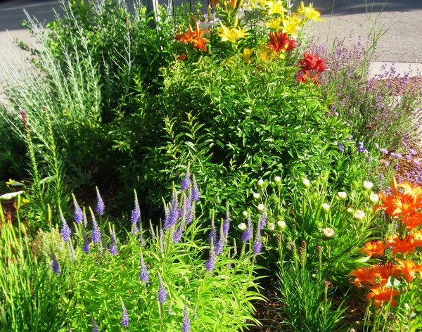 Little flower garden