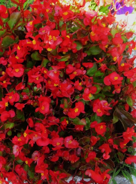 wild red