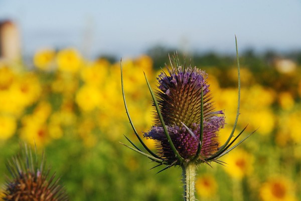 Purple on Yellow