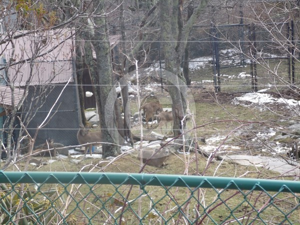 Deer in reserve 2