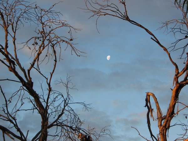 Moon in tree