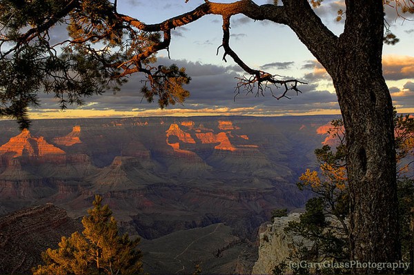 Tree View of Canyon