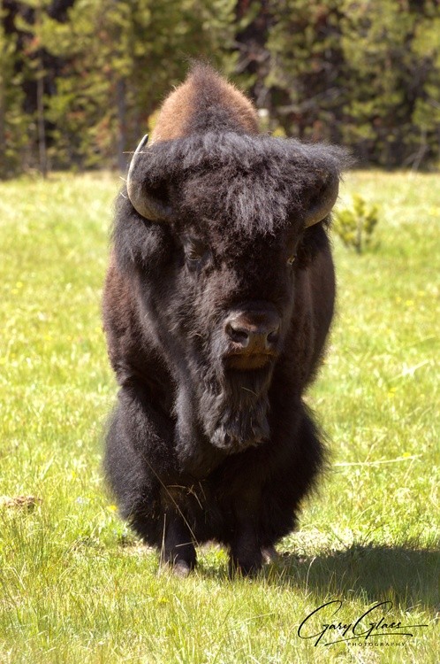 The Old Man  (Wooly Bison)