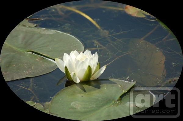 Circle Lilly
