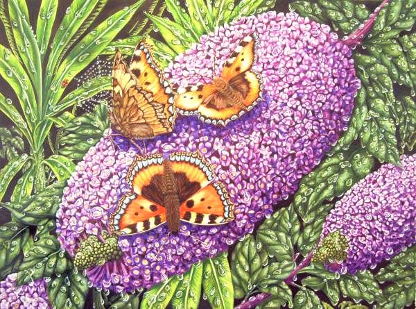 The Butterfly Bush