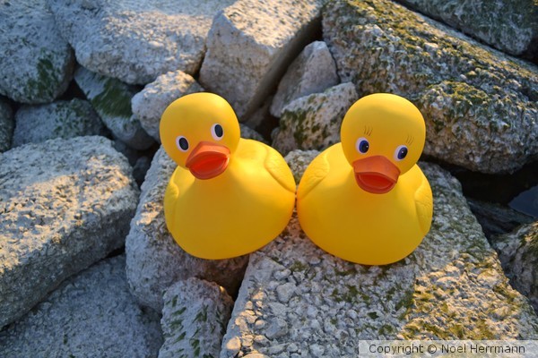 Rubber Duck Buds