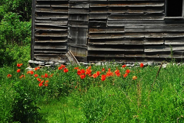 Helderberg Mountains Barn & Poppies III