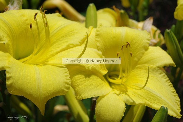 Summer Lilies