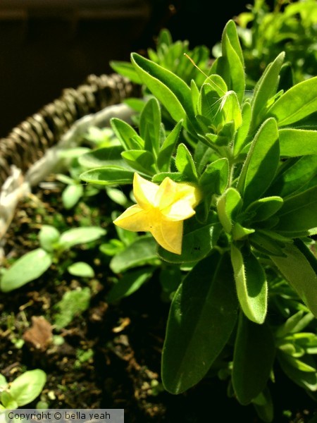 calibrachoa bud