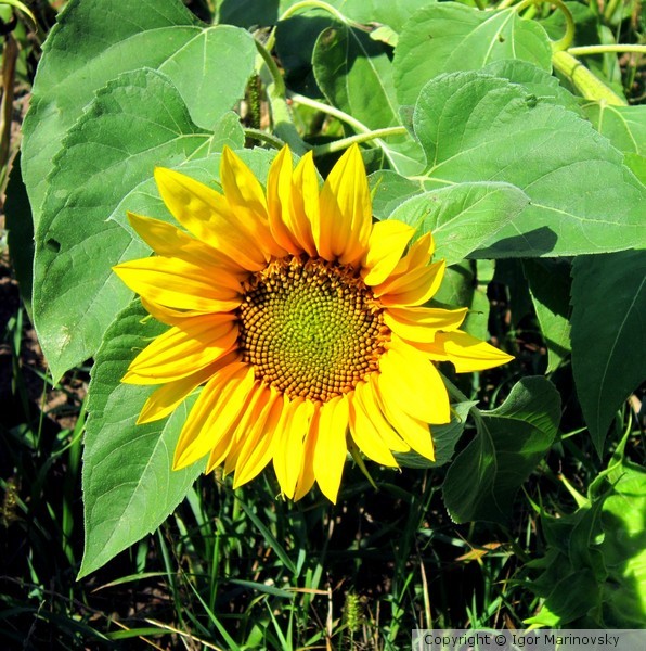Sunflower