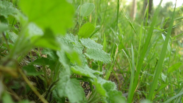 Little Forest