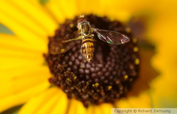 BEE 2