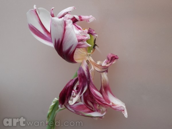 Fading Beauty.