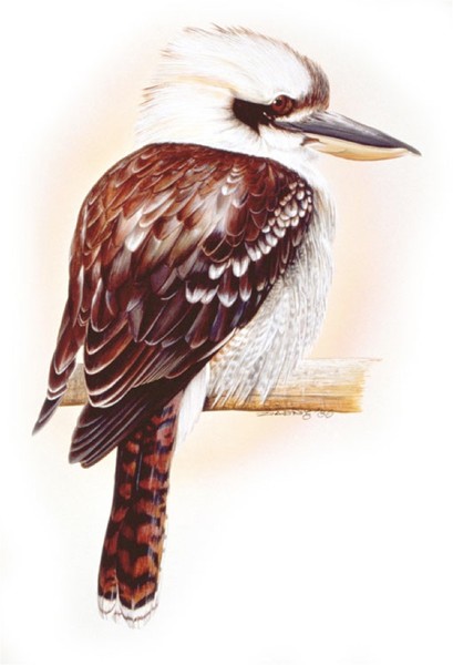 Kookaburra