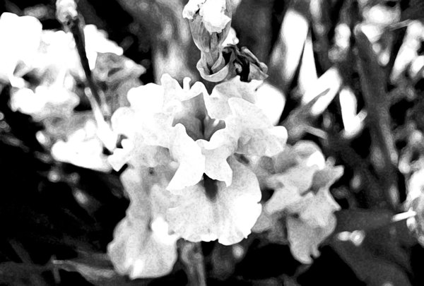White Iris