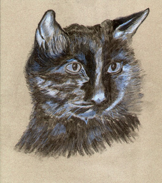 Black Cat