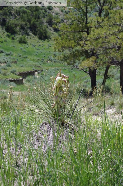 yucca