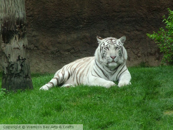 Siberian Tiger