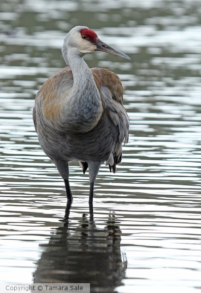 Sandhill Crane