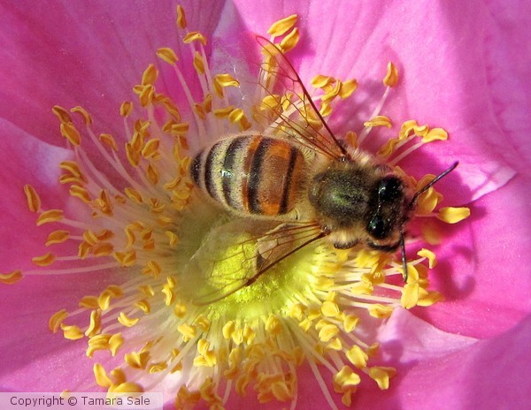 Bee From Above