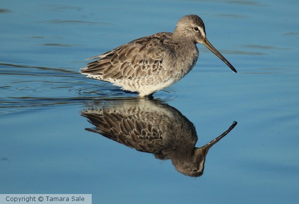 Long-billed Dowitcher