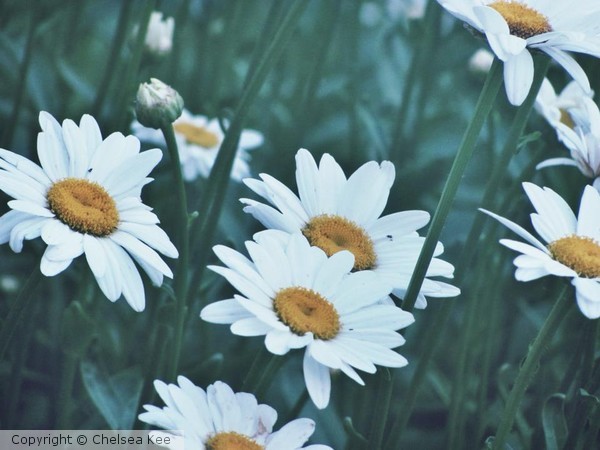 Daises