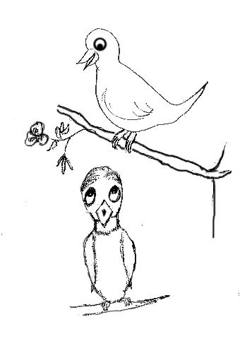 BIRDS UH OH