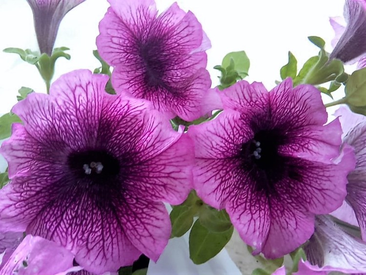 PURPLE PETUNIAS ..