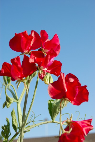 Sweet peas