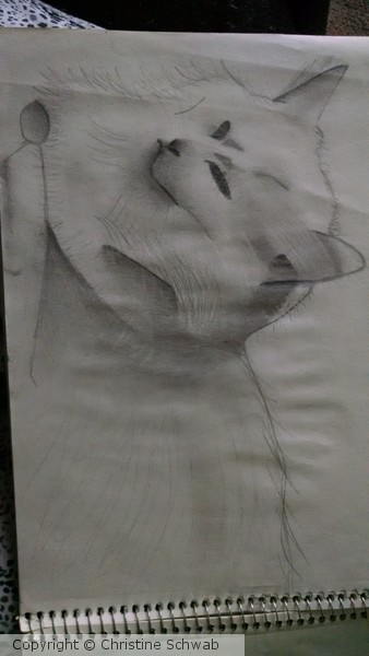 My cat