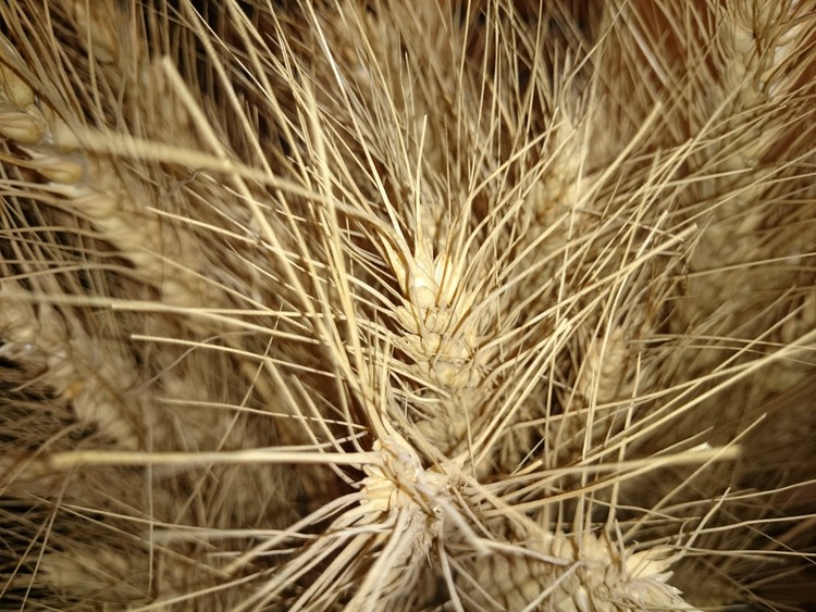 WHEATS