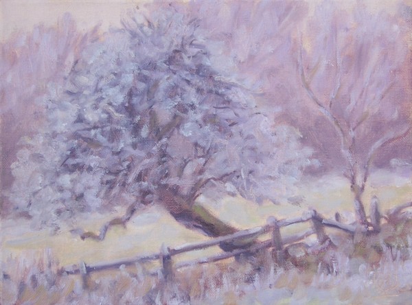 frosty apple tree