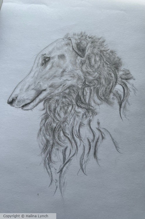 Borzoi head study