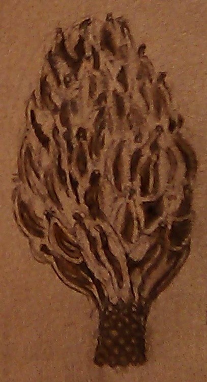 Dried Magnolia Seedpod Drawing