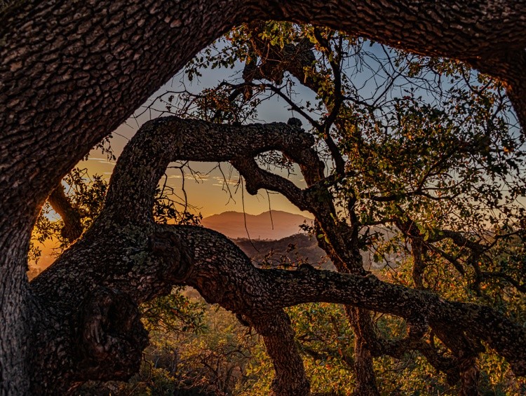 Mt. Diablo in an Oak Frame - October 3 2026