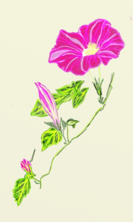 Morning Glory 001