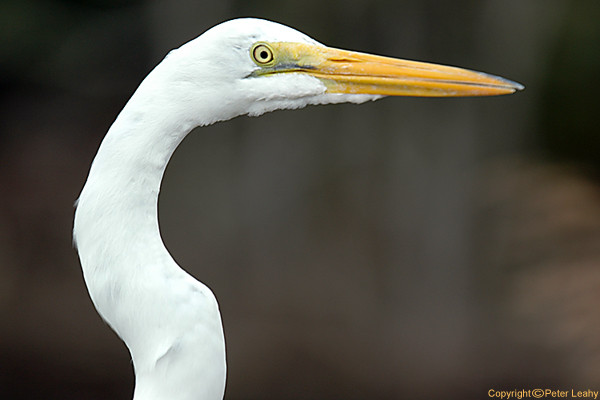 Great White Heron
