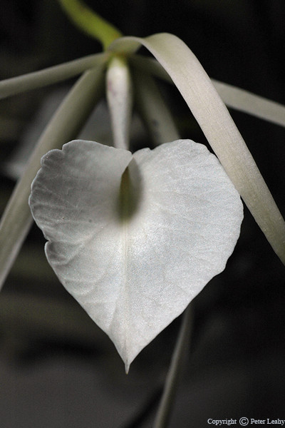 Lady of the Night Orchid