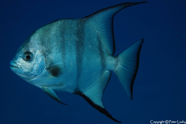 Spadefish