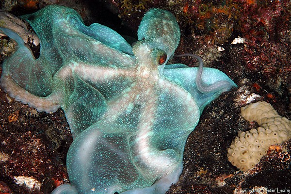 Octupus III