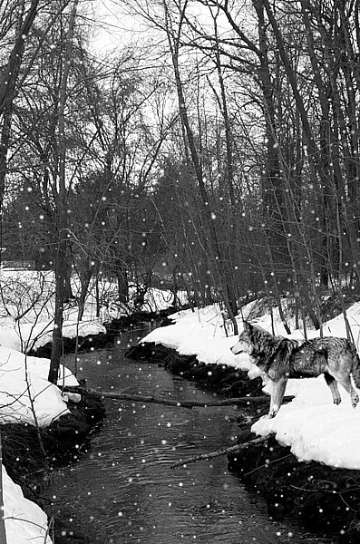 Snowy Evening