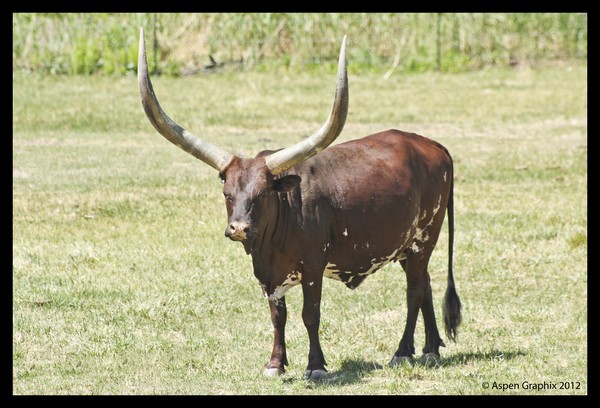 Mess with the Bull . . .
