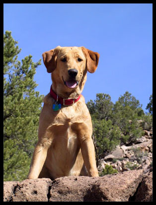Old Yeller